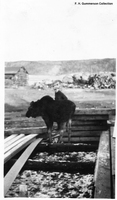 "Mandy Mosse" at Mandy Mine C 1930