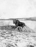 "Mandy Moose" pet moose of the Mandy Mine crew C 1930