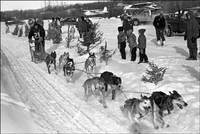 Dog Racing
