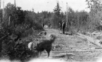 Corduroy Road no Capton of Likely Flin Flon -Mari Lake Portage C 1928