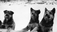 1929 Sleigh Dogs