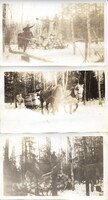 Horse logging
