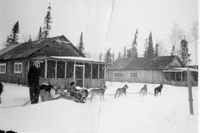 dog team in snow