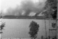 Forest Fire