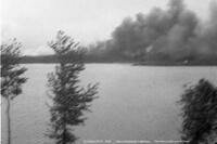 Forest Fire