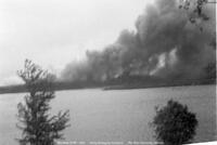 Forest Fire