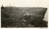 Porcupine 
