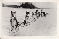 Dog Team and Toboggan