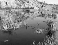 Hapnot Lake Duck Pond