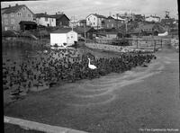 Hapnot Lake Duck Pond