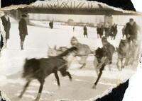 Dog Sled Race