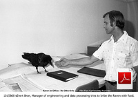 The Pet Raven