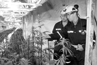 Growing Marijuana in the Flin Flon Mine