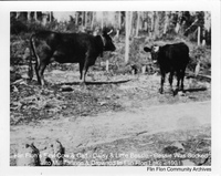 Flin Flon's First Cow