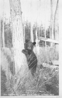 A visiting bear, 1929