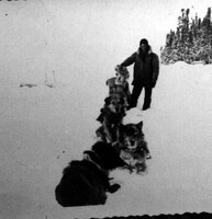  Dog Team On The Ice