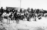 Start Line Of The 1933 Junior Dog Race