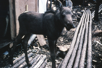 1961 Young Moose Visiting HBM&S Exploration Camp