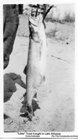 "Little " Trout Caught In Lake Athapap ( C 1929)
