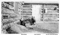 Mandy Moose at Mandy Mine C 1929