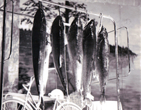 Trout Festival