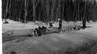 Dog Teams were used to carry mail
