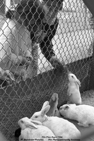 Flin Flon Zoo