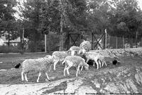 Flin Flon Zoo