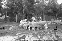 Flin Flon Zoo