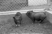 Flin Flon Zoo
