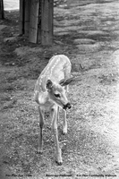 Flin Flon Zoo