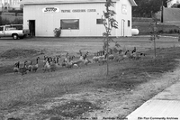 Canada Geese on Ross lake