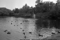 Hapnot Lake Duck Pond