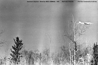 Spectrum Geophysical Survey Airplane