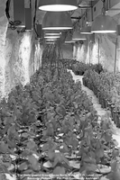 North Main Underground Greenhouse