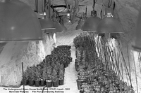 North Main Underground Greenhouse