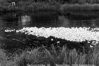 Flin Flon Trout Festival Duck Race