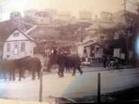 1016852 Pat Kaus Collection - Elephants on Third Avenue.jpg
