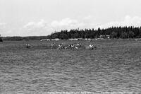 Flin Flon Trout Festival